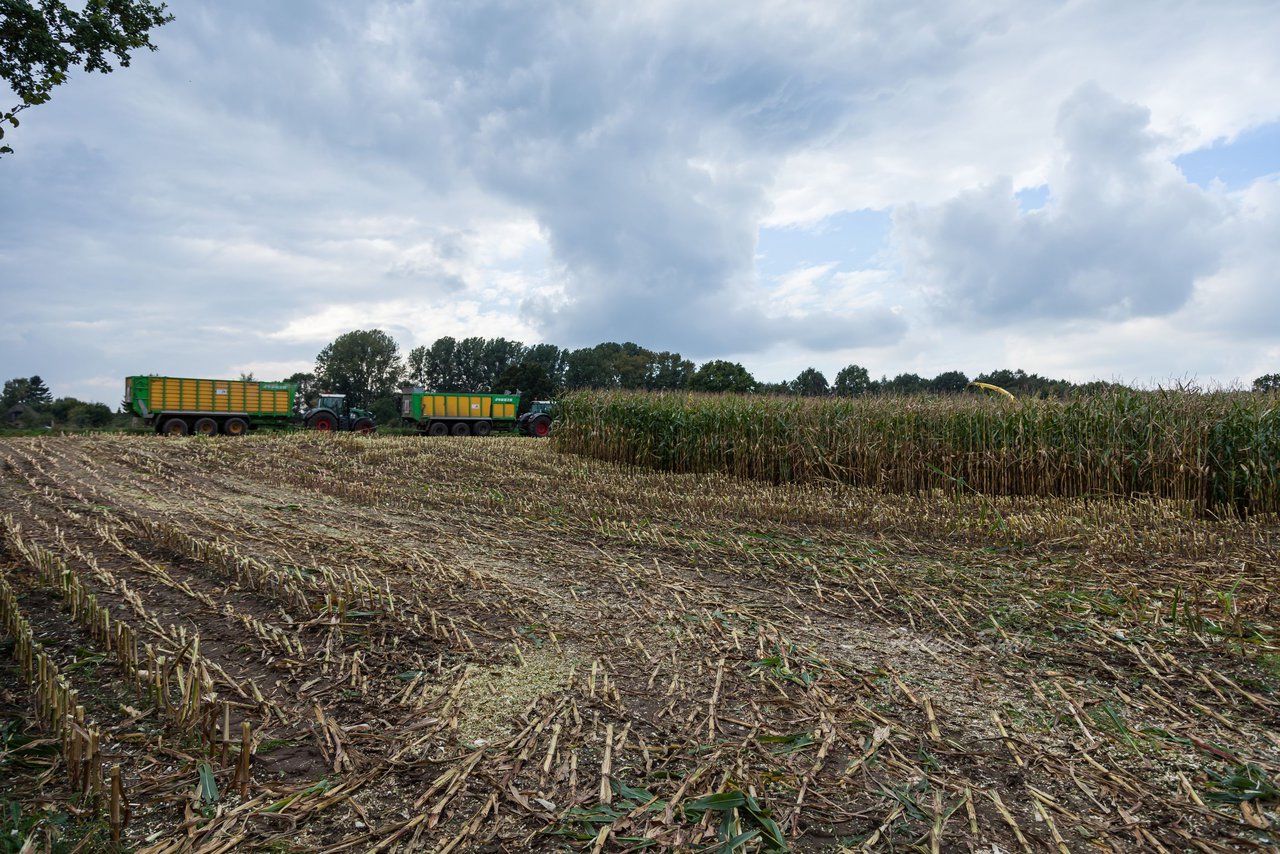 Bild 220 - Maisernte